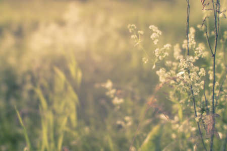 Blurred natural background. Branch with inflorescences of small white flowers on the background of a blooming meadow. selective focus.の写真素材
