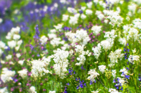 Blur. White and purple wildflowers on a green summer meadow on a Sunny summer day. Natural backgroundの写真素材