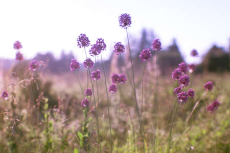 Blurred natural background of lush flowering meadow in the natural Sunny haze of morning with wild garlic flowers in the foreground. selective focus.の写真素材