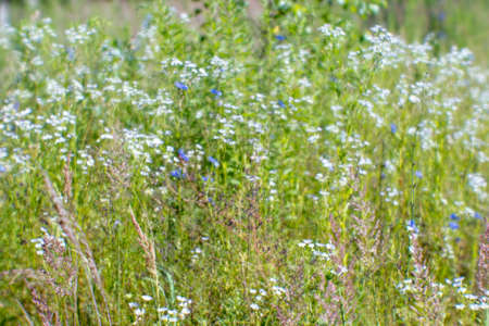 Blur. White and blue wildflowers on a morning summer meadow. natural background.の写真素材