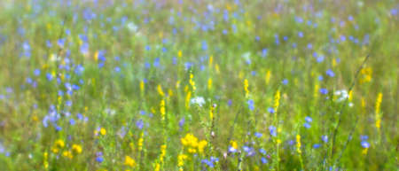Blur. Yellow and blue wildflowers on a morning summer meadow. natural soft background.の写真素材