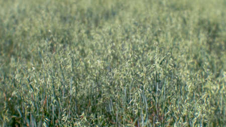 Blur. Field of green ears of oats. organic natural background. selective focus.の写真素材