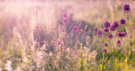 Blurred background of lush flowering meadow in the natural Sunny haze of morning with wild garlic flowers in the foreground. Abstract natural background. selective focus.の写真素材