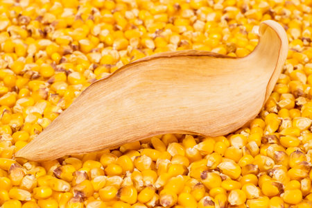 A dry corn leaf for writing text is laid on a background of corn grains. The concept of the design elementの写真素材