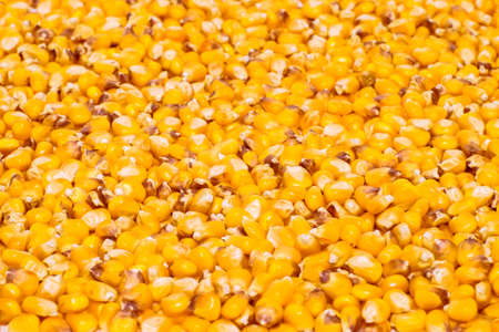 Textured background of yellow corn kernels. The concept of the design elementの写真素材