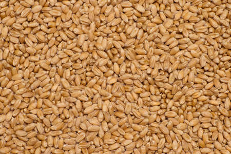 Background of red winter wheat grains. Organic textureの写真素材