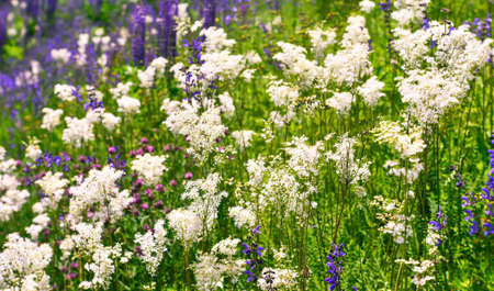 Blur. Blooming meadow close-up with white and purple flowers in bright green grass. selective focus. background.の写真素材
