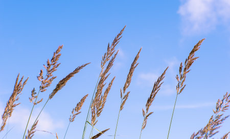 Blur. Fluffy ears blossoms of the wild grass in the middle of summer on a background of blurred blue sky.の写真素材