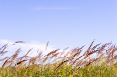 Blur. Fluffy ears blossoms of the wild grass in the middle of summer on a background of blurred blue...