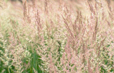Blur. Lush panicles of wild grass close-up with ripe seeds of pastel beige tone on a green meadow. Background. Selective focus.の写真素材