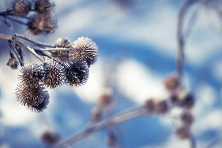 Dry thistles covered with frost on the background of blue snow. The natural background. The concept of icing, weather, precipitation and low temperatures.の写真素材