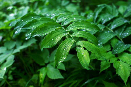 Branch with raindrops on green leaves close-up. The natural background.の写真素材