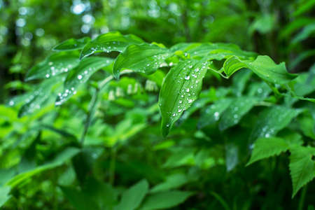 Branch with raindrops on green leaves close-up. The natural background.の写真素材