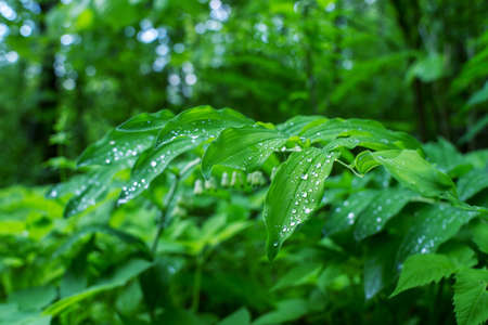 Branch with raindrops on green leaves close-up. The natural background.の写真素材