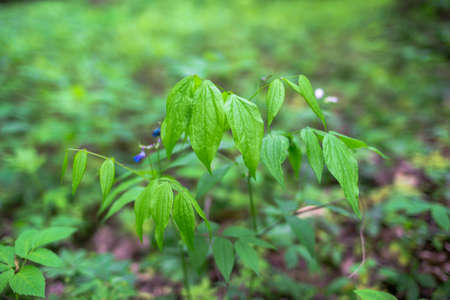 Young bush of the Lathyrus Vernus plant with the beginning of budding. background.の写真素材