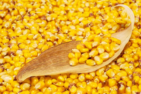 Corn grains are stacked on a dry brown leaf on a background of yellow corn grains. background.の写真素材