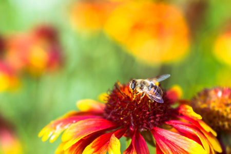 A fruit fly eats the pollen of a red-yellow flower against the background of a blurred beautiful meadow. The natural background.の写真素材