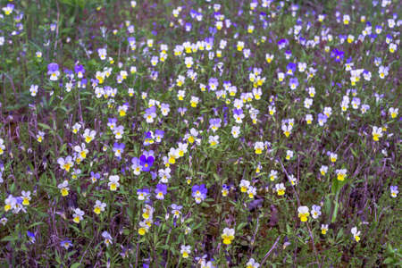 Pansies bloomed on a spring meadow green as a solid carpet. background.の写真素材