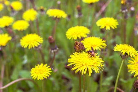 Green meadow close-up in the bloom of yellow dandelions with a bee swarming in the flower. background.の写真素材