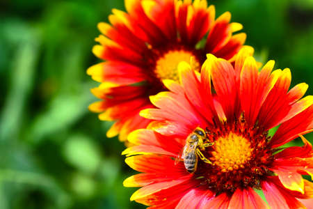 Bee in pollen close-up on a flower gaillardia with bright yellow-red petals. background.の写真素材