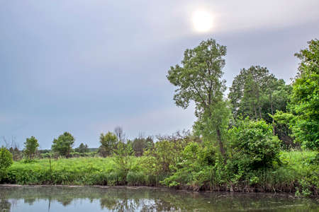 Summer evening landscape of the river with bright green coastal vegetation. Natural backgroundの写真素材