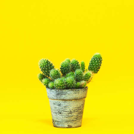 A group of cacti close-up in a vintage pot on a yellow background.の写真素材