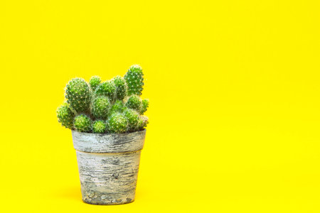 A group of cacti in a vintage pot on a yellow background.の写真素材