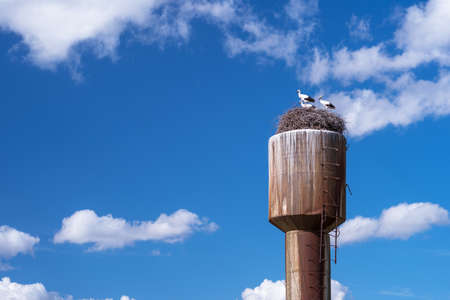 Three young white storks in a nest on a water tower against a blue sky with beautiful white clouds. Backgroundの写真素材