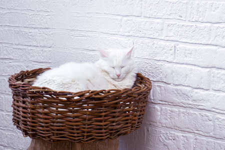 A white cat dozes in a wicker basket against a white decorated wallの写真素材
