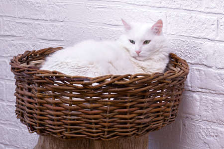 A white cat rests in a wicker basket against a white decorated wall.の写真素材