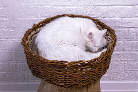 A white cat, curled up, sleeps in a wicker basket against the background of a white decorated wall.の写真素材