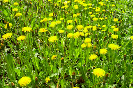 Yellow dandelions close up in the bright spring green of a meadow on a sunny day. Backgroundの写真素材