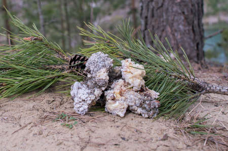 Green pine branch with large fractions of gum resin for healing tree wounds. Background.の写真素材