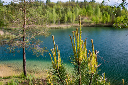 Blooming pine buds on the background of the lake on a clear summer day. Backgroundの写真素材
