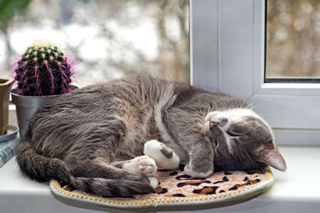 A grey cat sleeps curled up on a rug on a white window with a cactus. Backgroundの写真素材