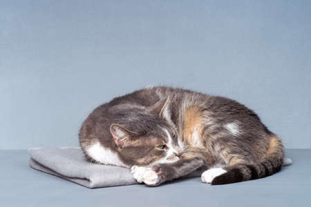 A gray cat close-up with white paws, a yellow belly with slightly open eyes lies on a gray blanket on a gray-blue background.の写真素材