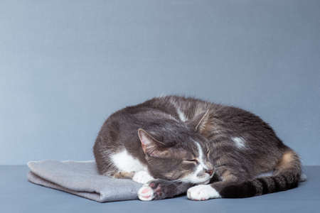 A gray cat with white paws curled up asleep on a gray blanket on a gray-blue backgroundの写真素材