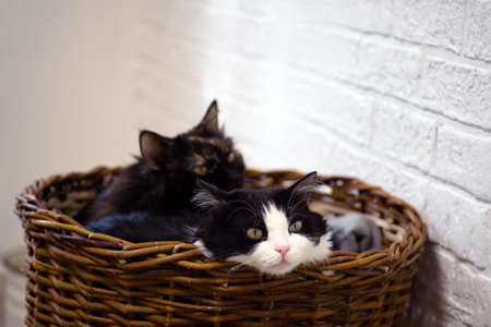 Two young black-and-white cats and a three-haired one with a thoughtful look are resting in a wicker basket against a white wall.の写真素材
