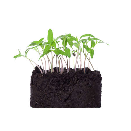 Young green seedlings in moist soil, isolated on a white background. clipping part.の写真素材