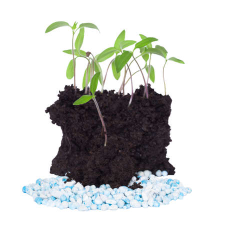 Young green seedlings in moist soil with blue-gray fertilizer pellets, isolated on a white background. The concept of farmers' crop cultivation and soil cultivation.の写真素材