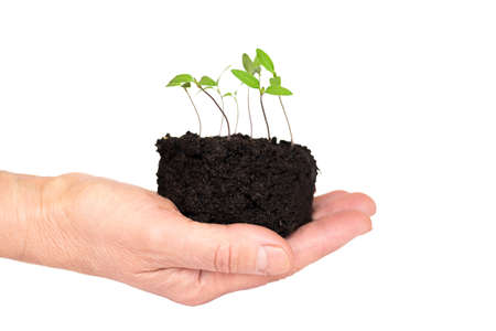 The hand of an elderly woman holds young sprouts of fresh green seedlings in moist soil, isolated on a white background.の写真素材