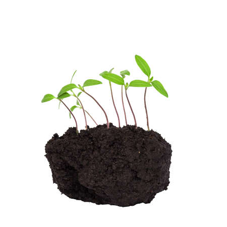 Green shoots of seedlings in close-up in moist soil, isolated on a white background. selective focus.の写真素材