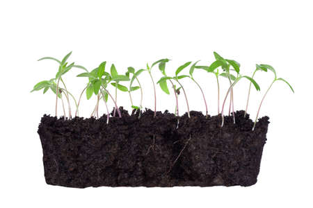 Green shoots of seedlings in moist soil, isolated on a white background.の写真素材