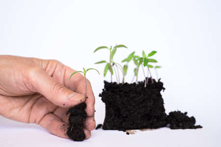 The hand of an elderly woman holds a young sprout of fresh green seedlings in moist soil against a background of seedlings in the ground on a white background. The concept of diving seedlings.の写真素材