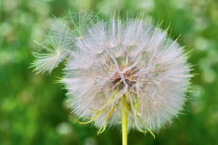 A large white dandelion close-up with parachute seeds ready to fly against the background of a blurry green meadow. background.の写真素材