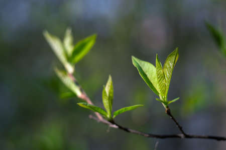 A young green bird cherry branch in the morning sun with a beautiful blurred bokeh background. selective focus.の写真素材