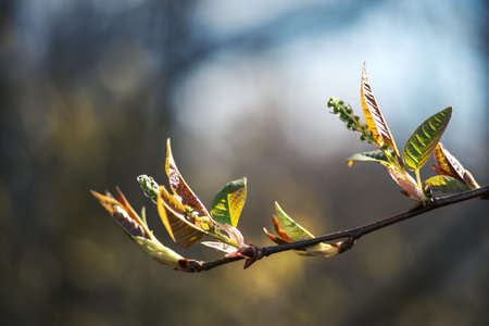 A young bird cherry branch in the contoured light of the sun with a beautiful blurred bokeh background. Selective focus on clusters of unopened green buds.の写真素材