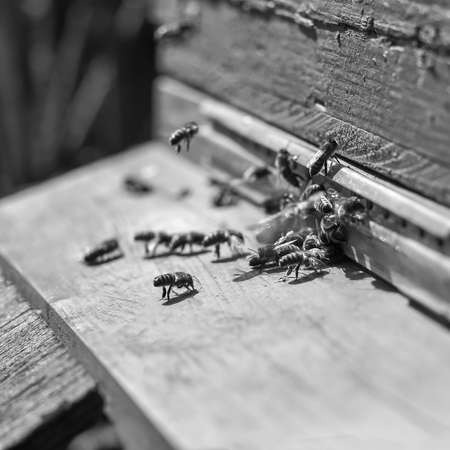 Bees collect honey and swarm around the hive. The concept of well-coordinated work and organization. selective focus. black and white photo.の写真素材