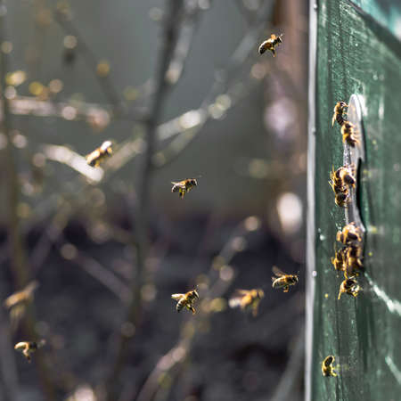 Bees collect honey and swarm around the hive. Bees fly around the hive collecting after pollen in early spring. Selective focus in the center of the frame.の写真素材