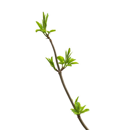 Green branch of an ash tree with budding young leaves isolated on a white background.の写真素材